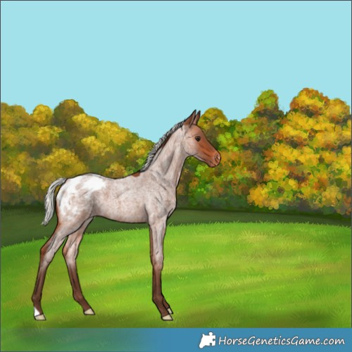 Horse Color:Silver Bay Roan Appaloosa