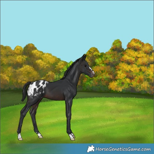 Horse Color:Brown Appaloosa 
