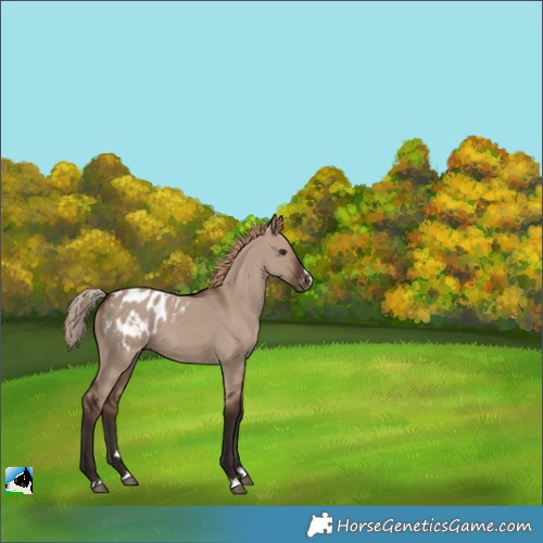 Horse Color:Liver Red Dun Appaloosa 