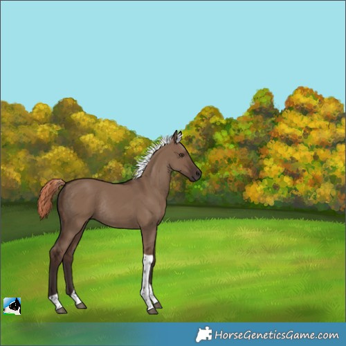 Horse Color:Liver Red Dun Tobiano Rabicano