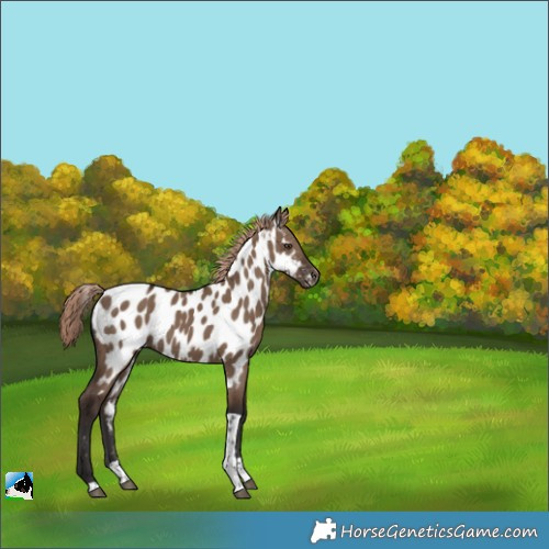Horse Color:Liver Red Dun Tobiano Appaloosa 