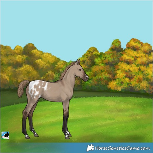 Horse Color:Liver Red Dun Appaloosa Rabicano 