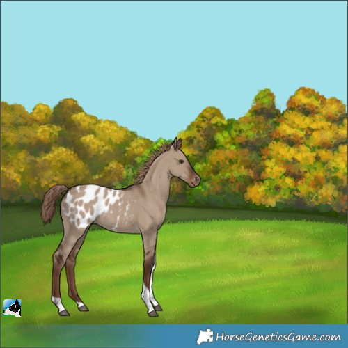 Horse Color:Liver Red Dun Tobiano Appaloosa Rabicano