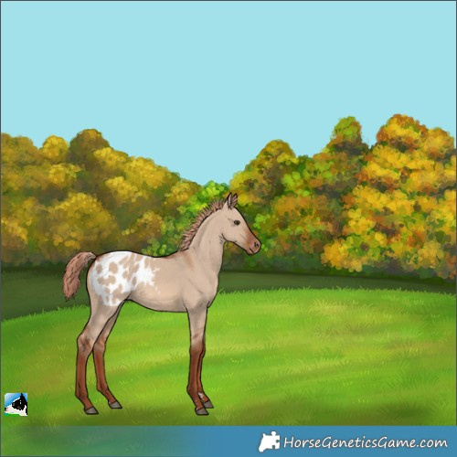 Horse Color:Red Dun Appaloosa