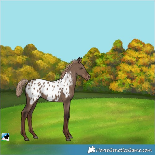 Horse Color:Liver Red Dun Appaloosa