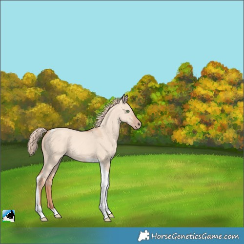 Horse Color:Gold Champagne Dun Tobiano Rabicano