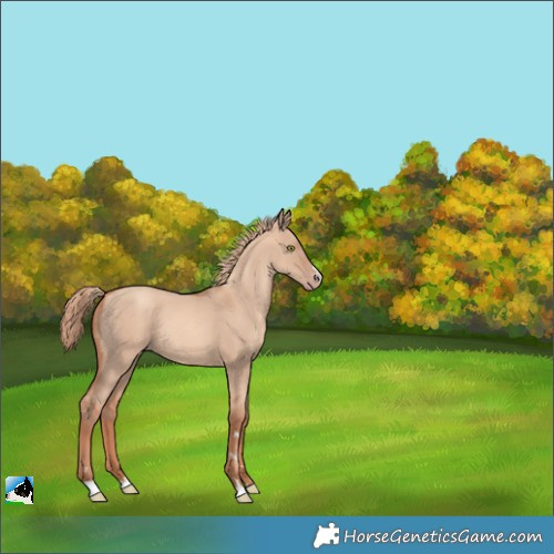 Horse Color:Gold Champagne Dun Rabicano 