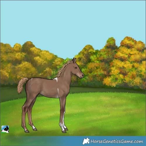 Horse Color:Liver Red Dun Tobiano