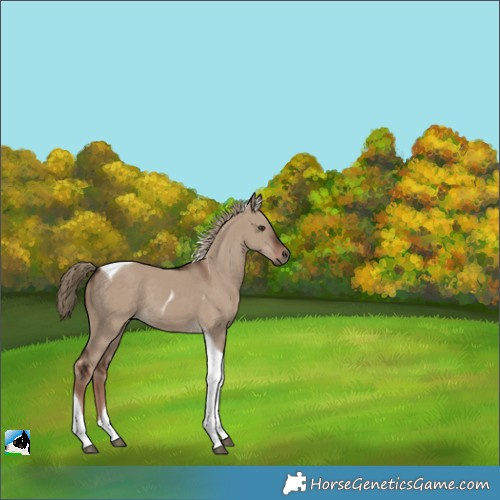 Horse Color:Liver Red Dun Tobiano