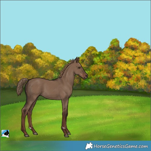 Horse Color:Liver Red Dun Rabicano