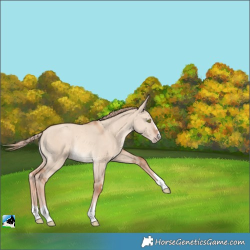 Horse Color:Gold Champagne Dun Rabicano