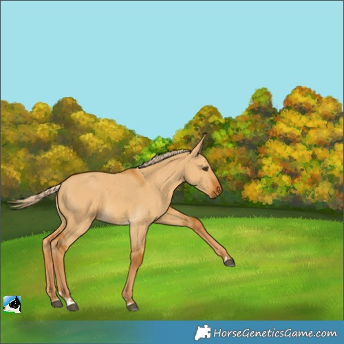 Horse Color:Palomino Dun