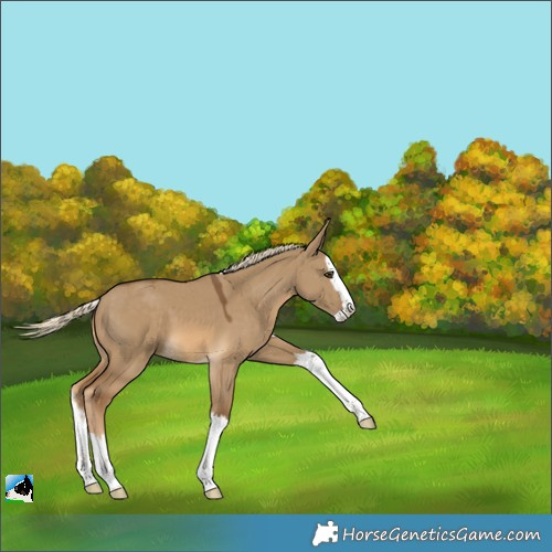 Horse Color:Chocolate Palomino Dun Splash