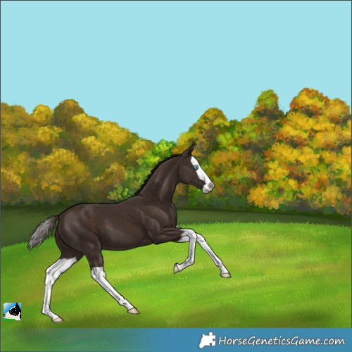 Horse Color:Liver Chestnut Splash