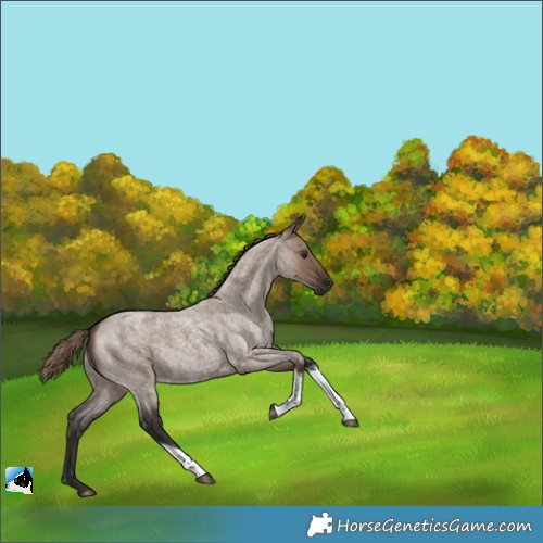 Horse Color:Liver Red Dun Roan Tobiano Rabicano