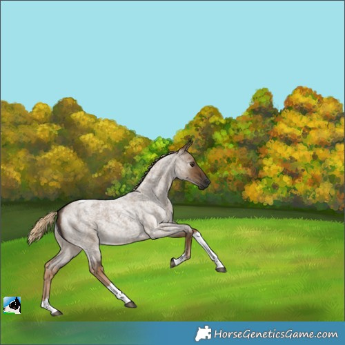 Horse Color:Gray Chocolate Palomino Roan Dun Tobiano Rabicano 