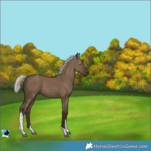 Horse Color:Gray Silver Grullo Tobiano