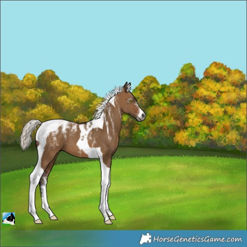 Horse Color:Powder White Gray Silver Bay Dun Tobiano