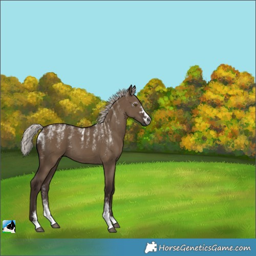 Horse Color:Powder White Gray Silver Grullo