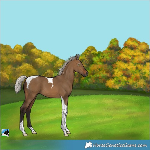 Horse Color:Gray Silver Bay Dun Tobiano