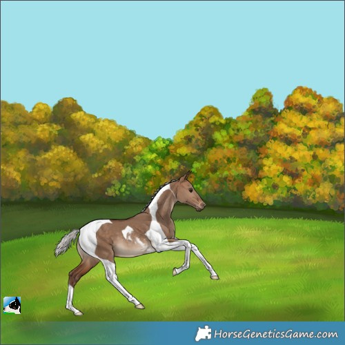 Horse Color:Silver Bay Dun Tobiano 