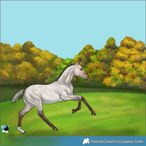 Horse Color:Silver Brown Roan Dun 