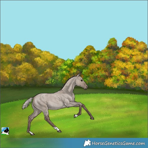 Horse Color:Silver Grullo Roan 