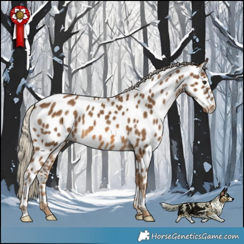 Horse Color:Chocolate Palomino Appaloosa 