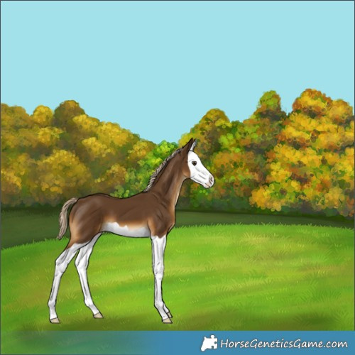 Horse Color:Chocolate Palomino Splash