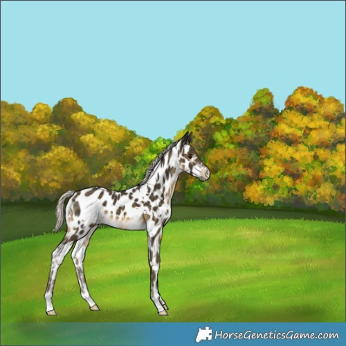 Horse Color:White Spotted Silver Buckskin Appaloosa 