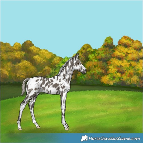 Horse Color:Gray White Spotted Silver Smoky Grullo Appaloosa