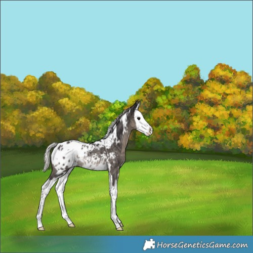 Horse Color:White Spotted Silver Smoky Black Splash Appaloosa Rabicano