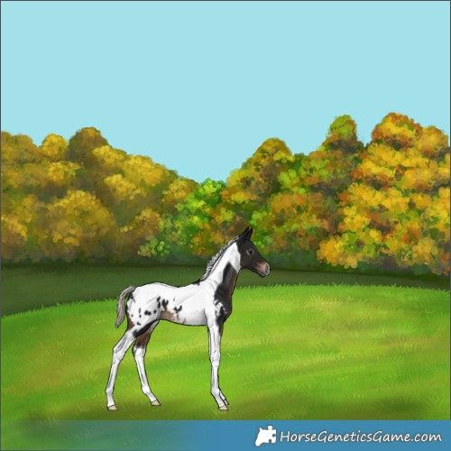 Horse Color:Gray Silver Brown Tobiano Appaloosa