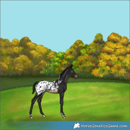 Horse Color:Gray Brown Tobiano Appaloosa 