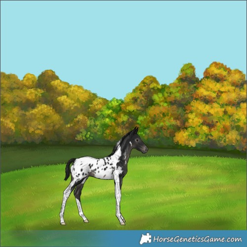 Horse Color:Gray Smoky Black Tobiano Appaloosa