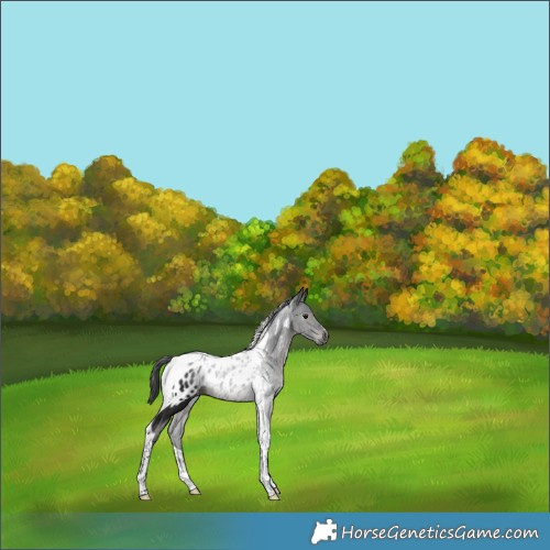 Horse Color:Gray Smoky Black Tobiano Appaloosa