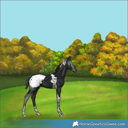 Horse Color:Gray Black Tobiano Appaloosa