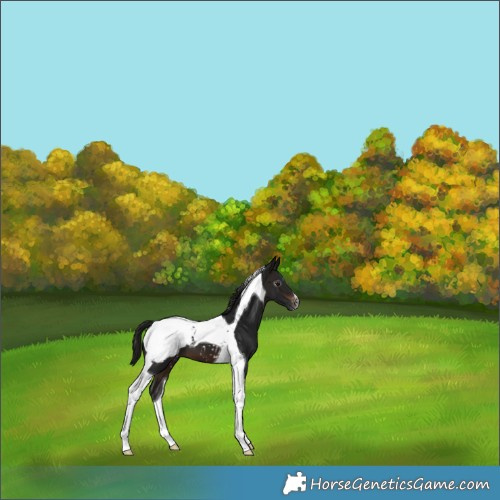 Horse Color:Gray Brown Tobiano Appaloosa 