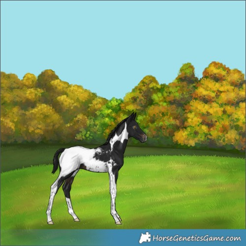 Horse Color:Gray Brown Tobiano Appaloosa