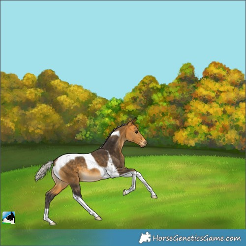 Horse Color:Silver Buckskin Tobiano 