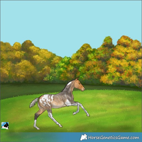 Horse Color:Silver Buckskin Roan Tobiano Blanket 