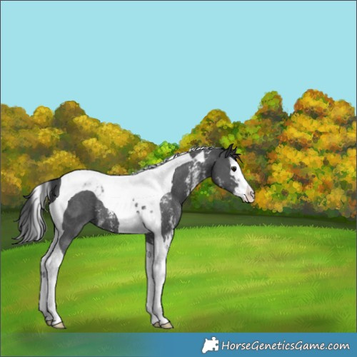 Horse Color:Black Sabino Splash Tobiano