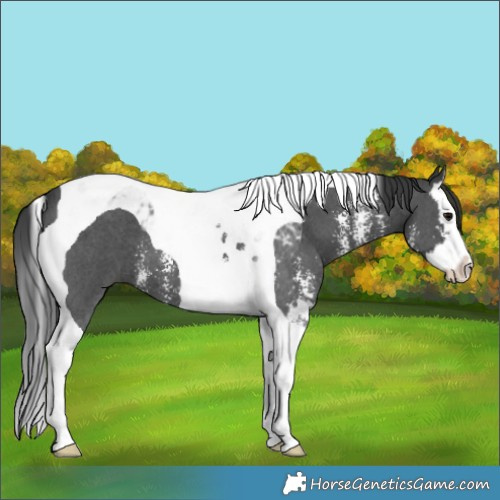 Horse Color:Black Sabino Splash Tobiano 