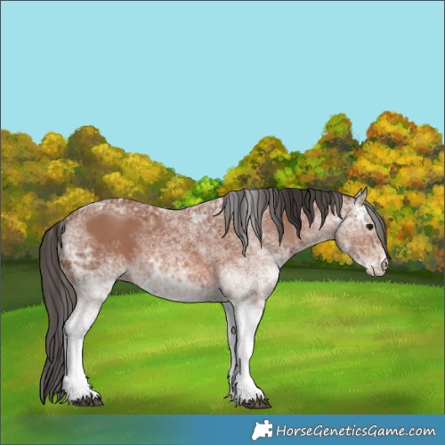 Horse Color:White Spotted Bay Ice 