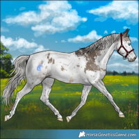 Horse Color:Gray Silver Brown Dun Splash Tobiano Appaloosa