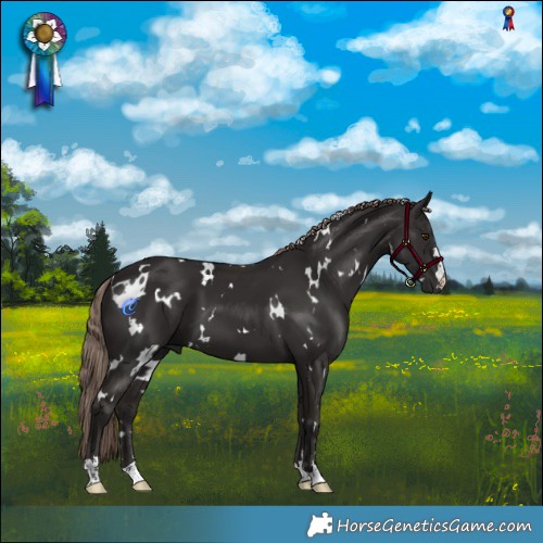Horse Color:White Spotted Liver Chestnut 