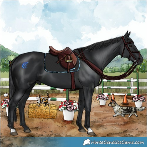 Horse Color:Black 