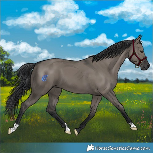 Horse Color:Grullo 