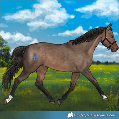 Horse Color:Brown Dun 
