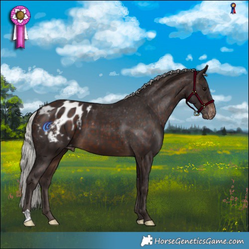 Horse Color:Silver Brown Appaloosa 